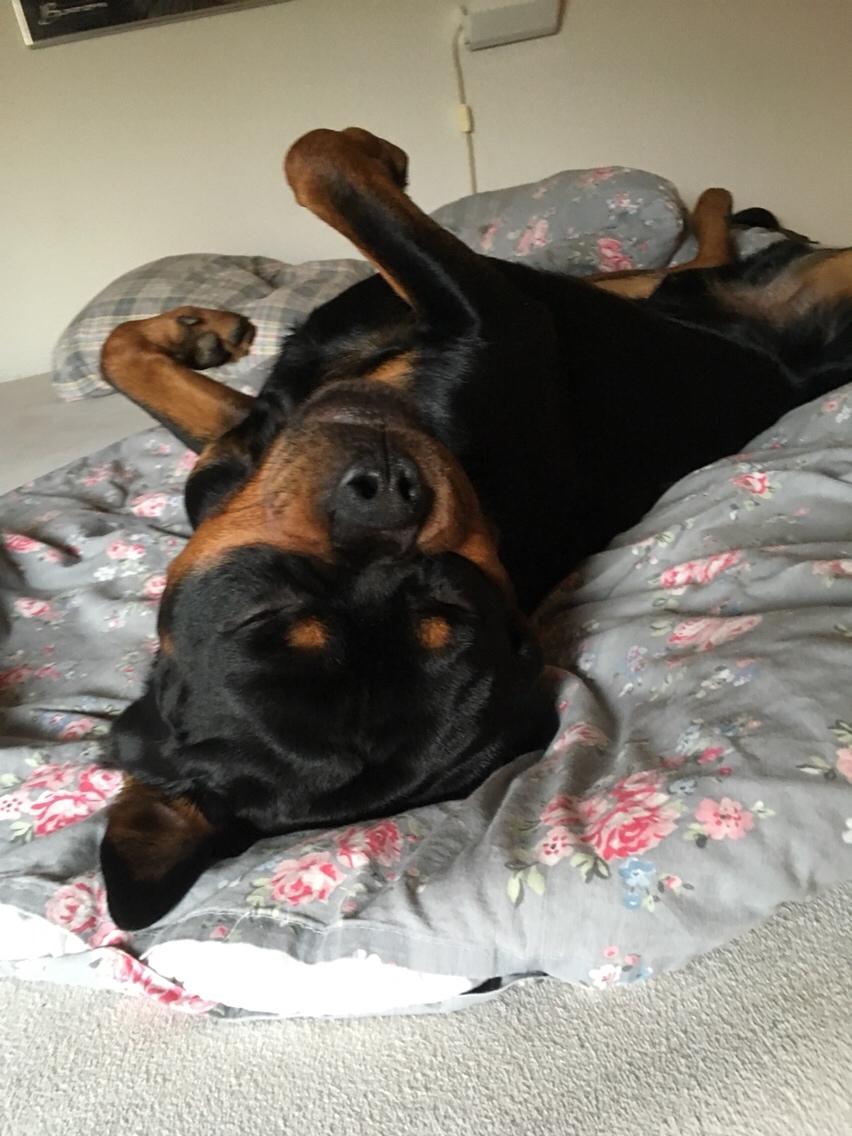 Rottweiler Djengis billede 43