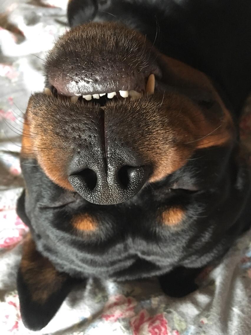 Rottweiler Djengis billede 44