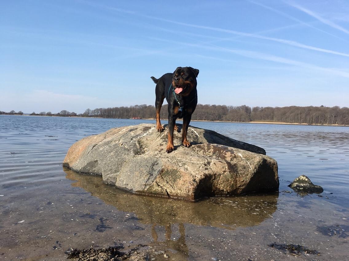 Rottweiler Djengis billede 45