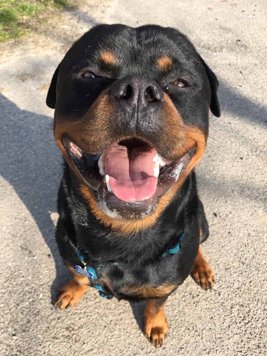 Rottweiler Djengis billede 46