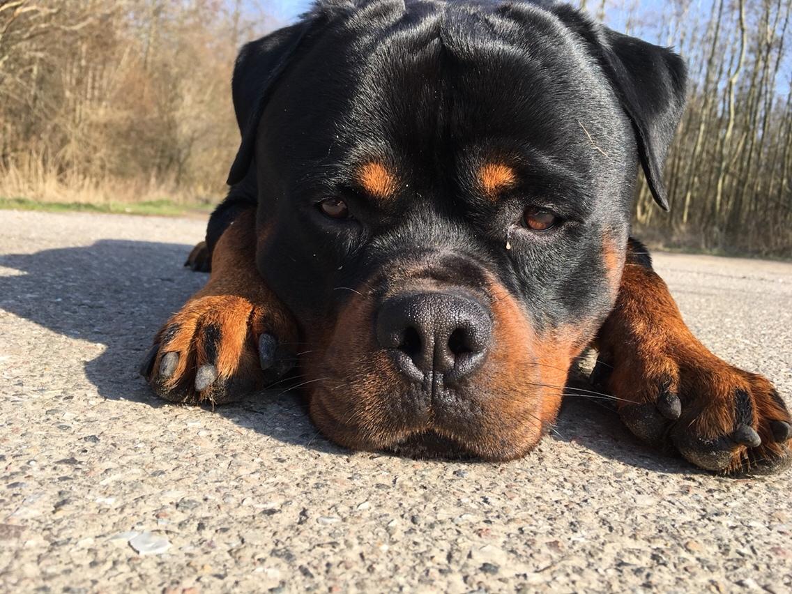 Rottweiler Djengis billede 47