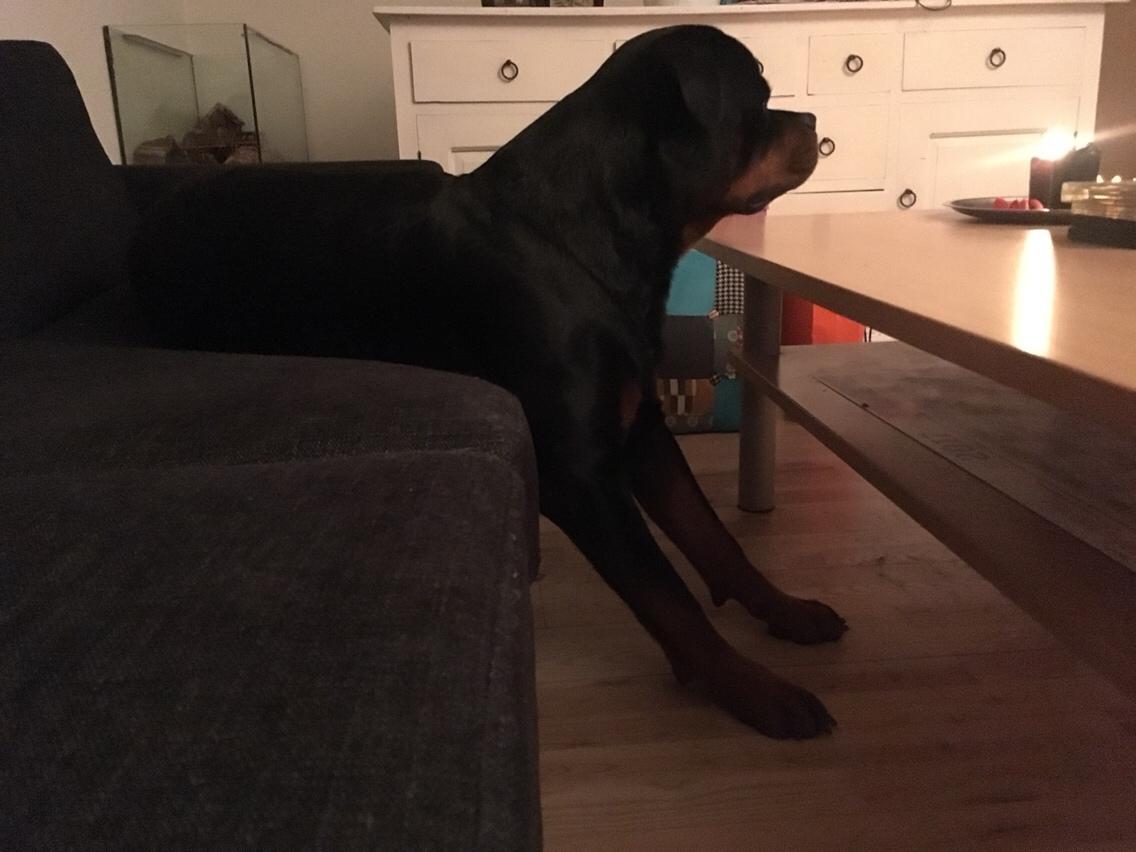 Rottweiler Djengis billede 48
