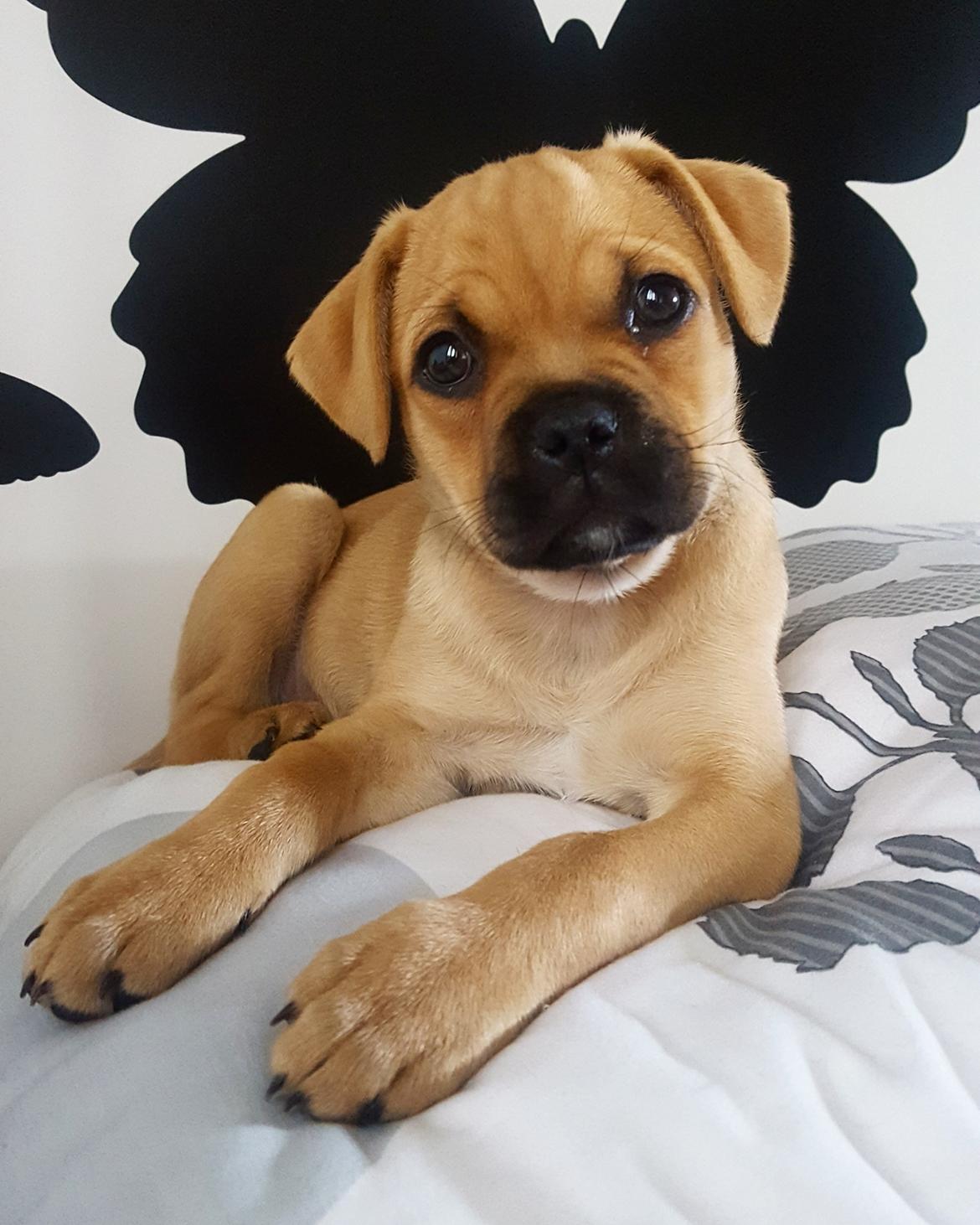 Blanding af racer Transformers Ironhide  - 11 uger gammel billede 16