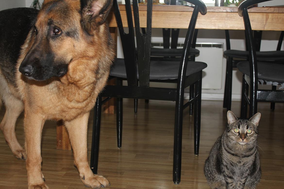 Schæferhund Argo - Argo og Gråmis! billede 13