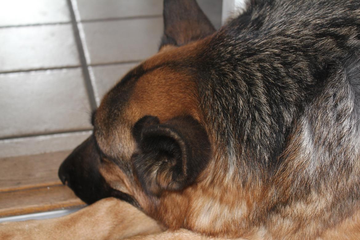 Schæferhund Argo - Lidt træt hund! billede 14