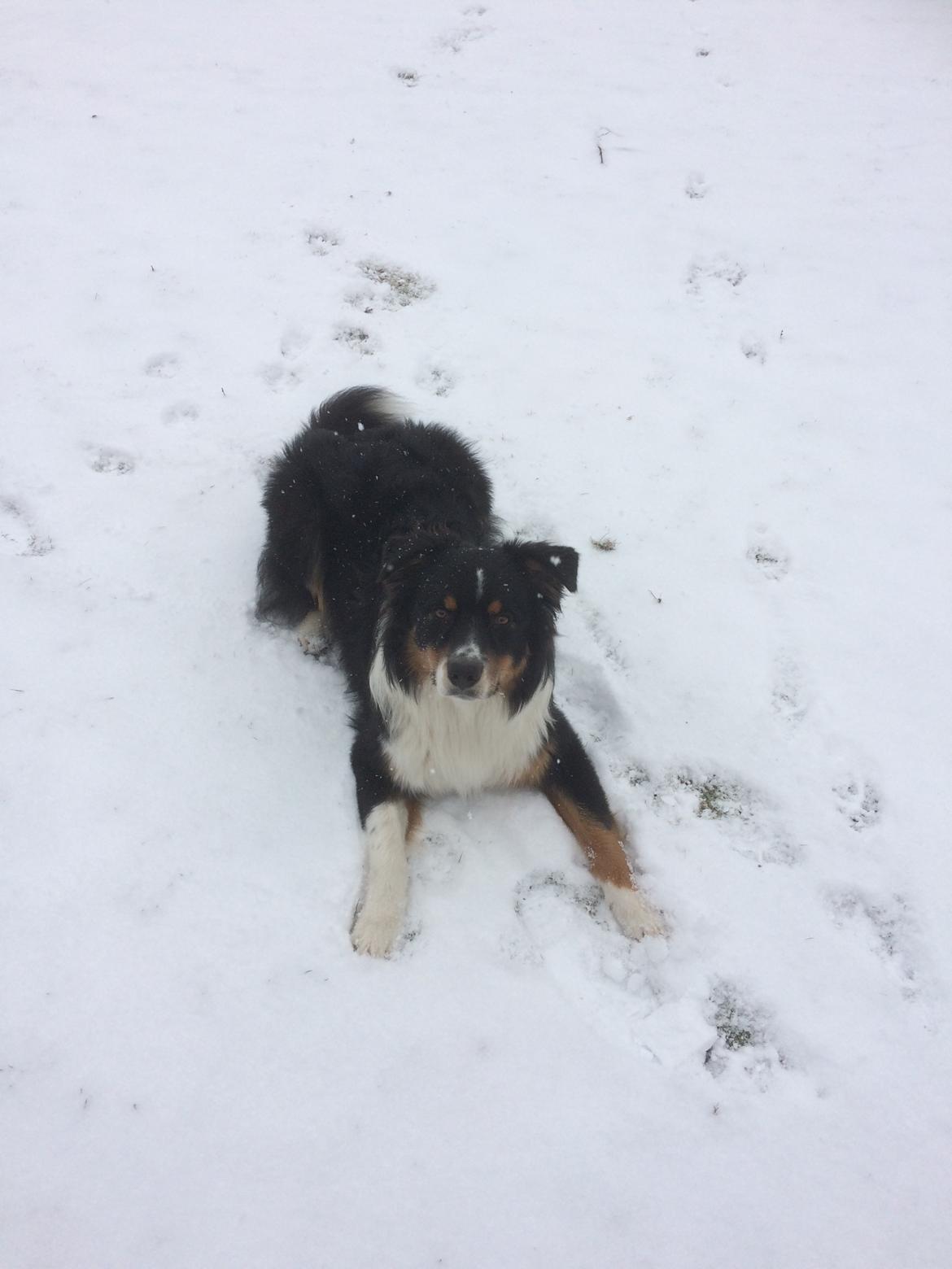 Australian shepherd Robin billede 11