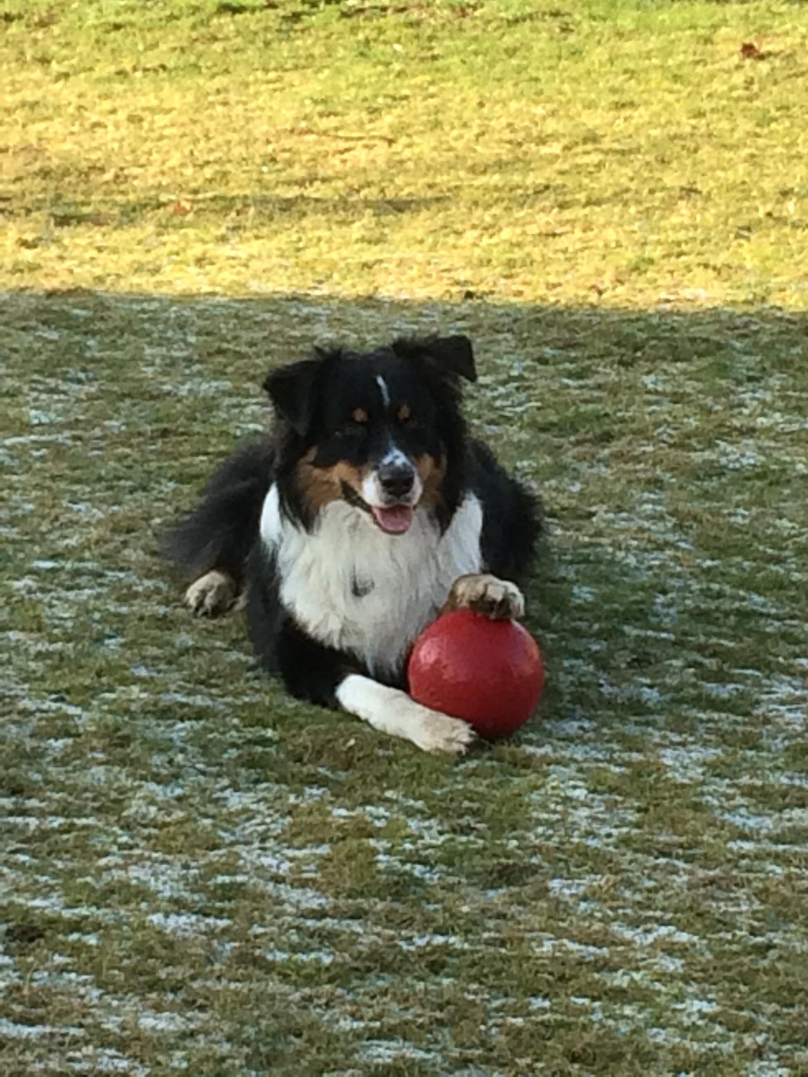 Australian shepherd Robin billede 10