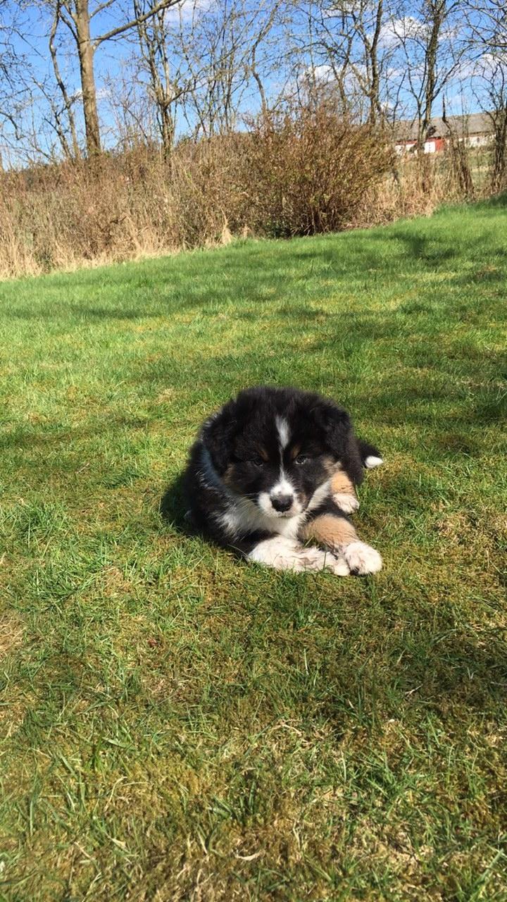 Australian shepherd Robin billede 4