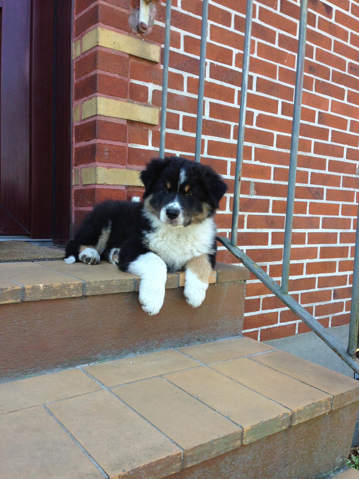 Australian shepherd Robin billede 6