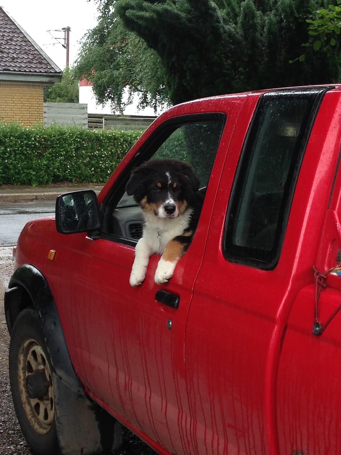 Australian shepherd Robin billede 9