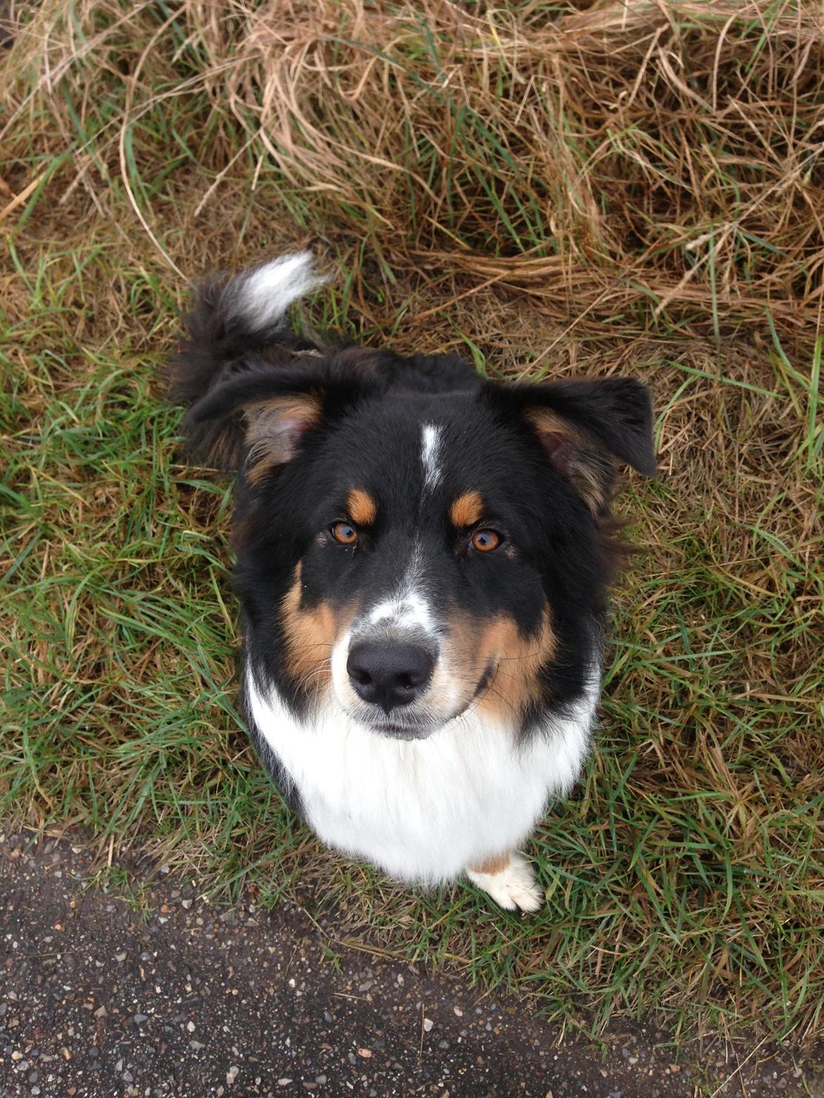 Australian shepherd Robin billede 12