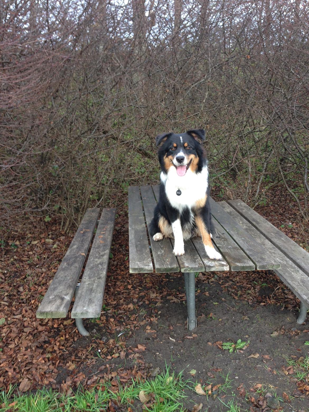 Australian shepherd Robin billede 13