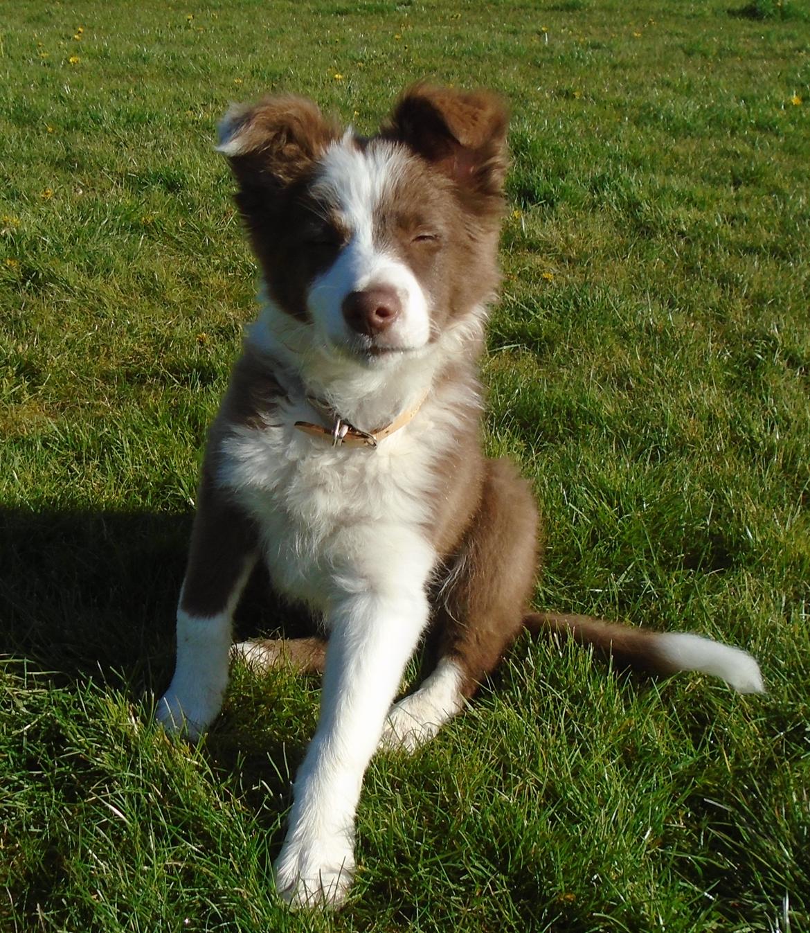 Border collie Cap billede 16