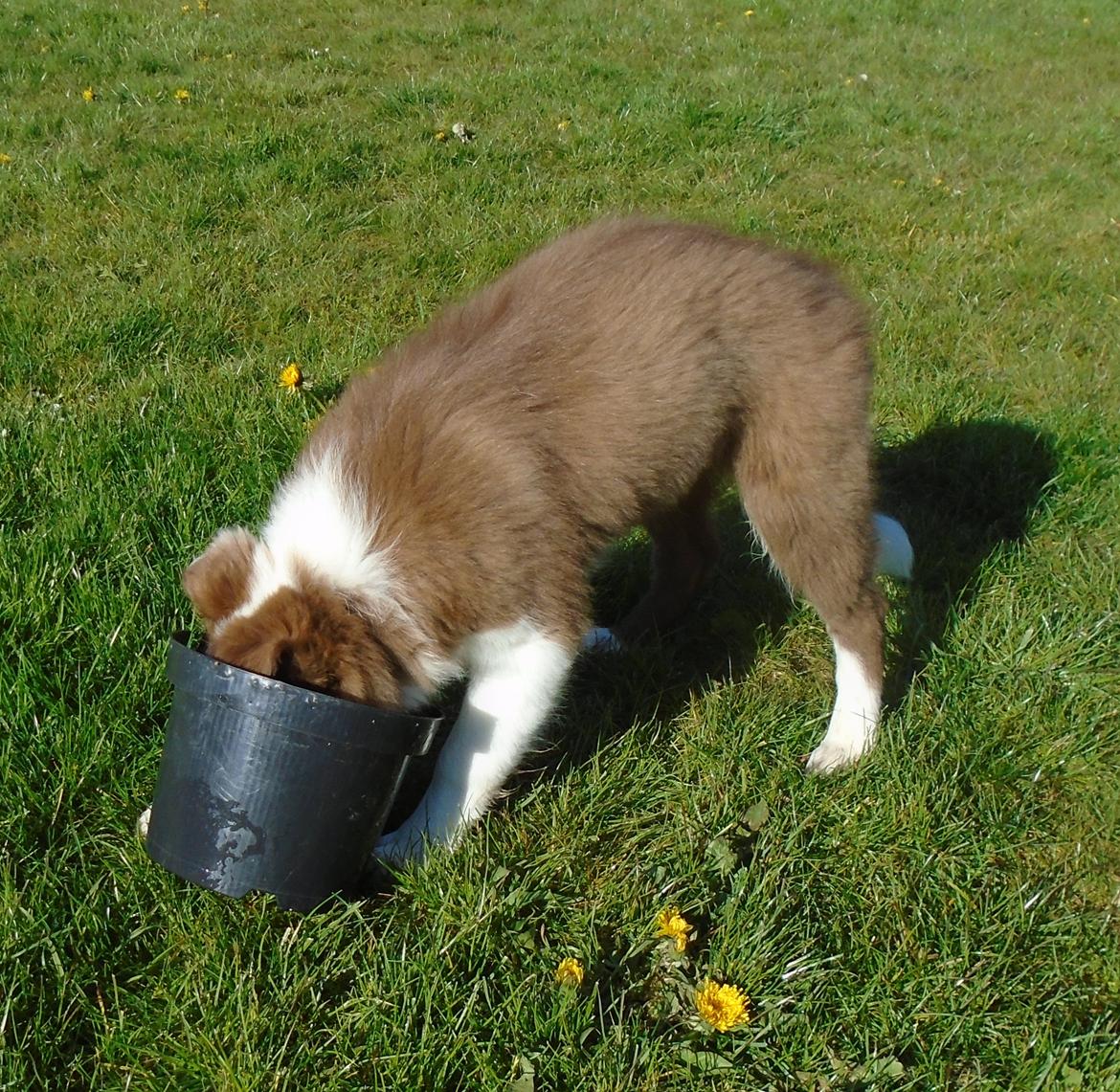 Border collie Cap billede 17