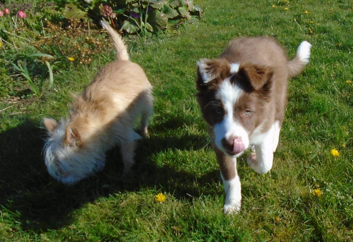 Border collie Cap billede 19