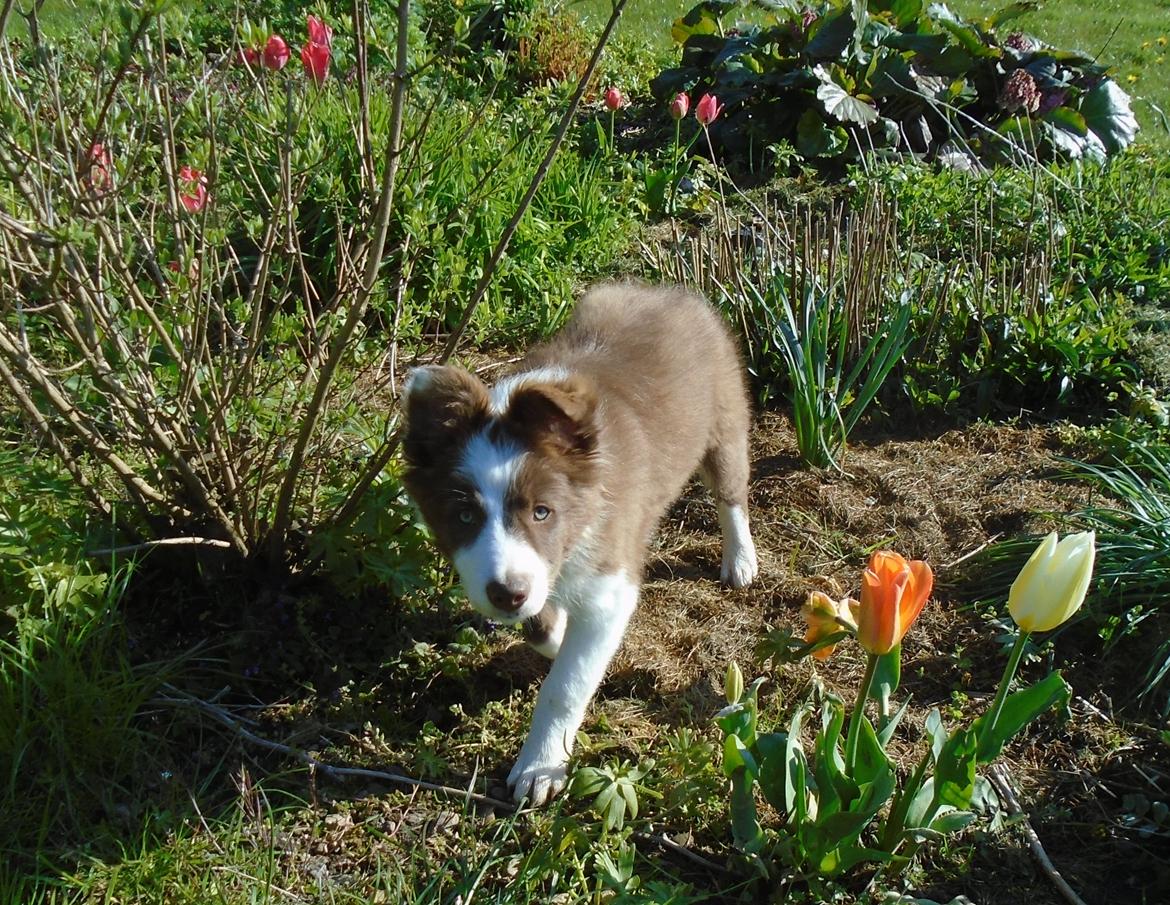 Border collie Cap billede 20