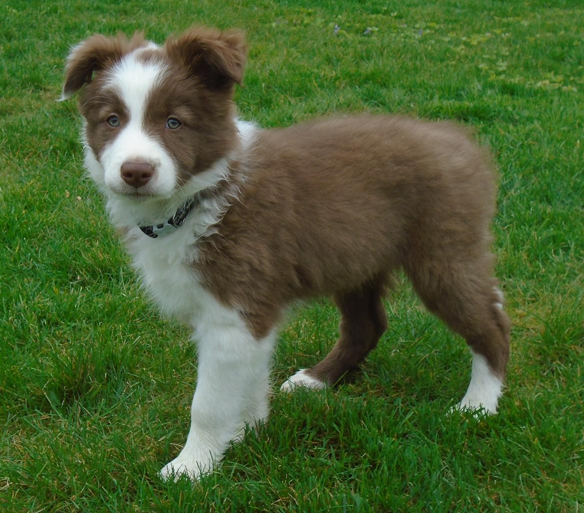 Border collie Cap billede 26