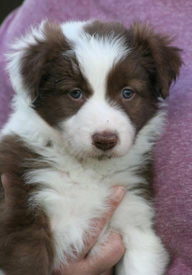 Border collie Cap billede 13