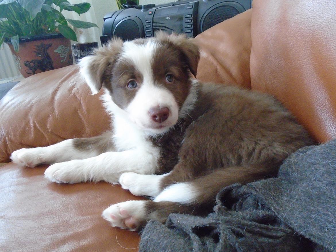 Border collie Cap billede 28