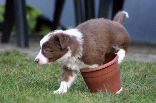 Border collie Cap billede 31