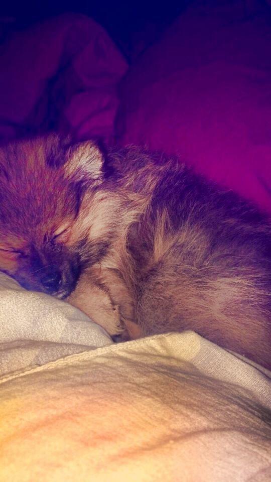 Pomeranian Teddy billede 2