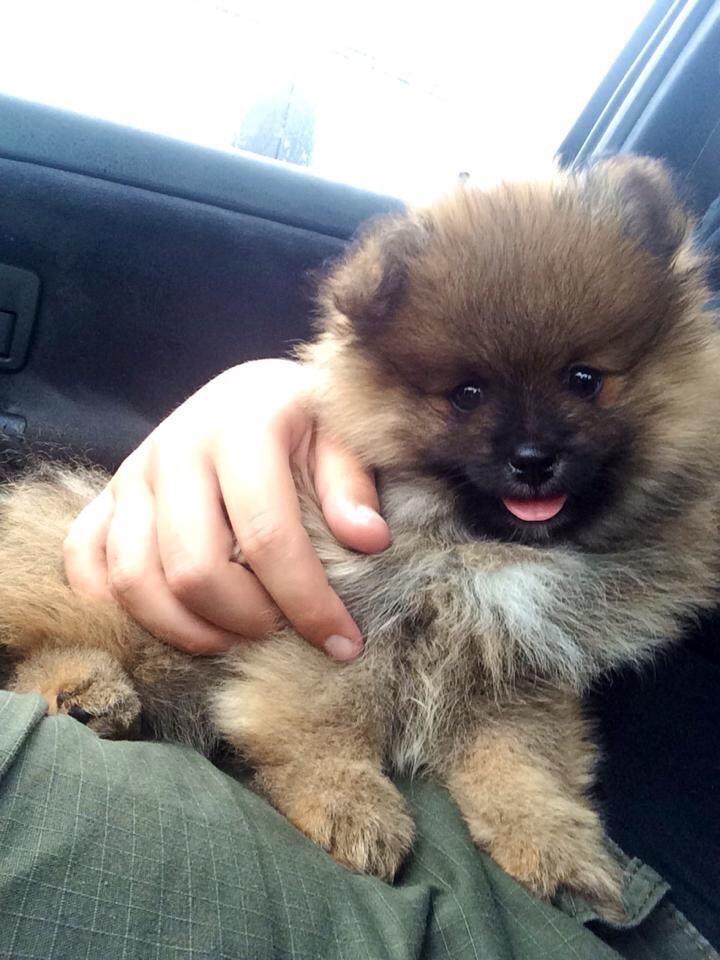 Pomeranian Teddy billede 1