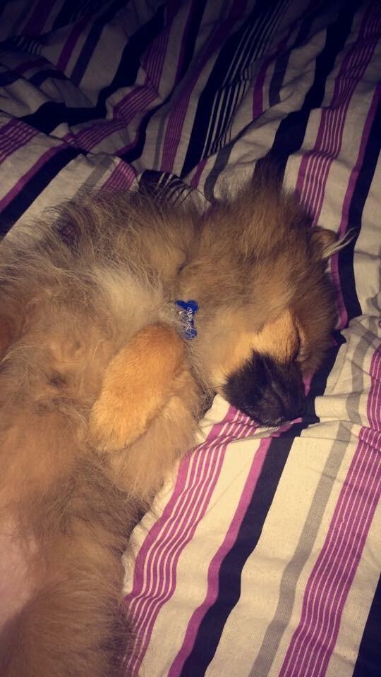 Pomeranian Teddy billede 3