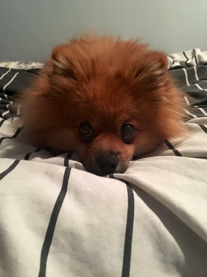 Pomeranian Teddy billede 4
