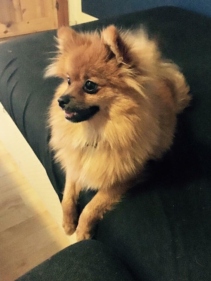 Pomeranian Teddy billede 5