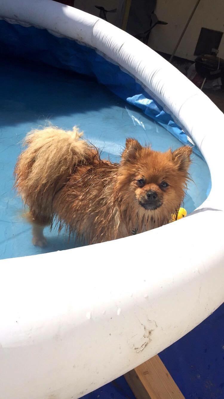 Pomeranian Teddy billede 6