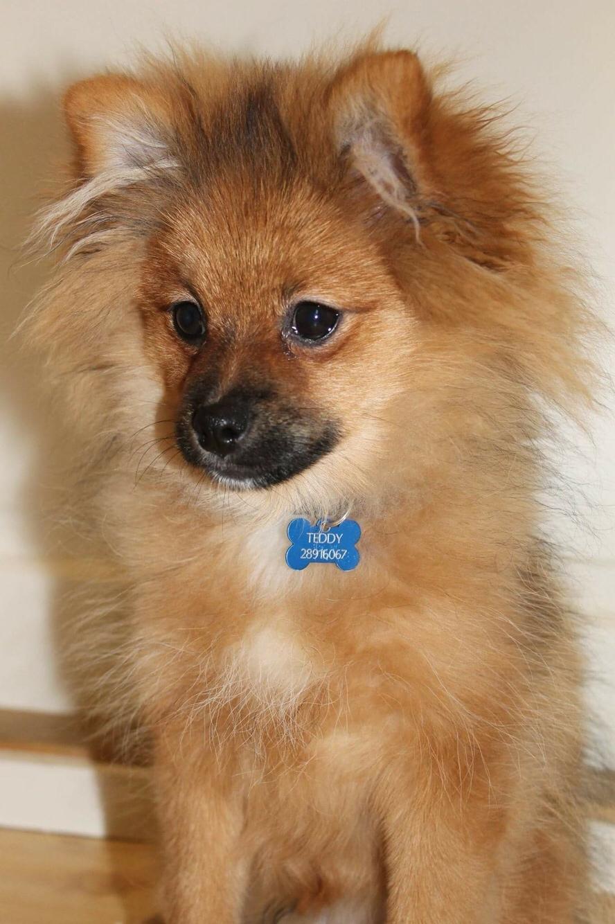 Pomeranian Teddy billede 9