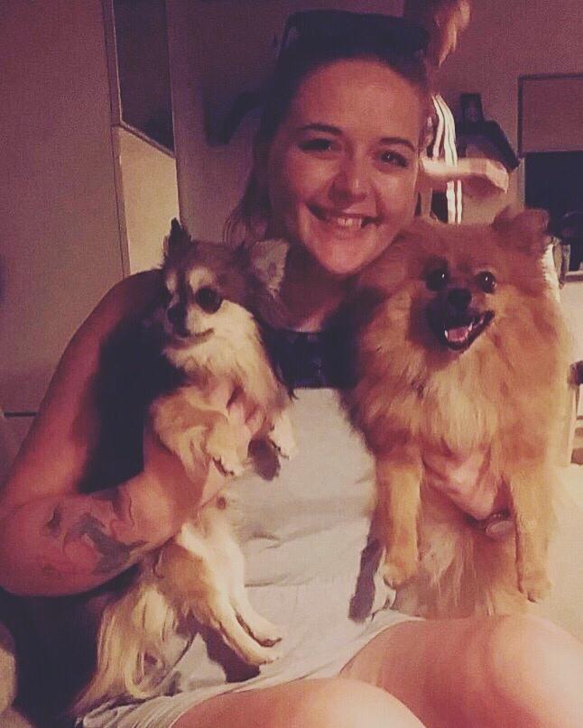 Pomeranian Teddy billede 10