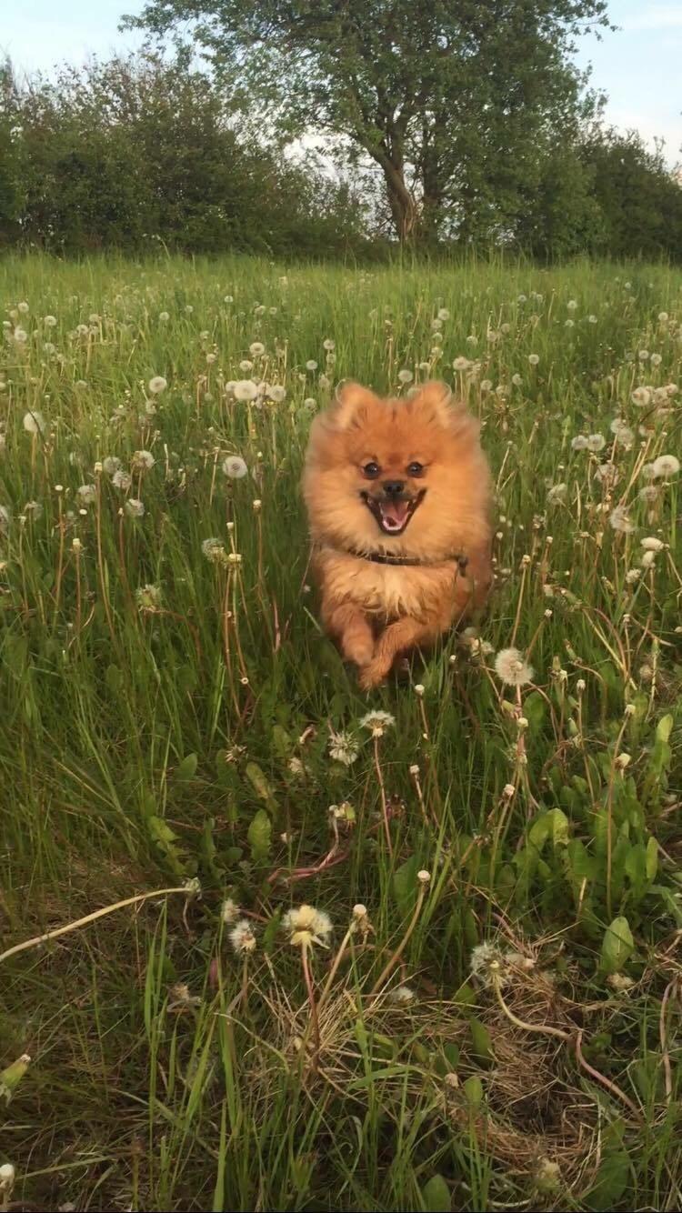 Pomeranian Teddy billede 8