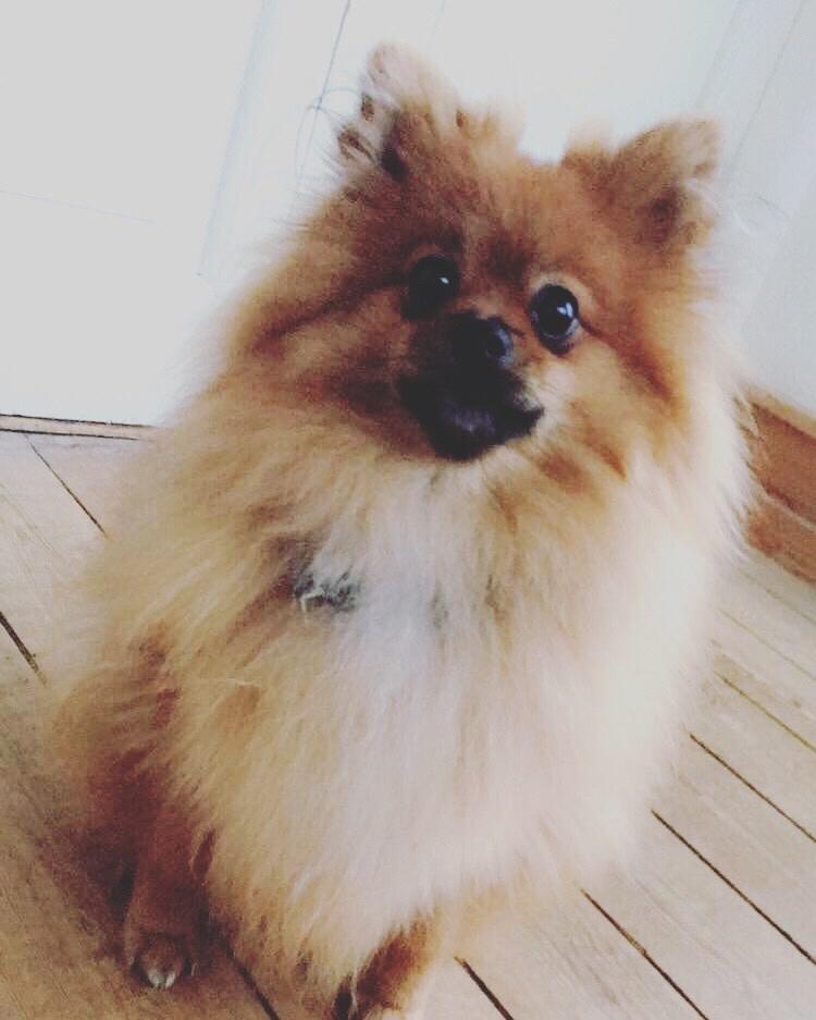 Pomeranian Teddy billede 11