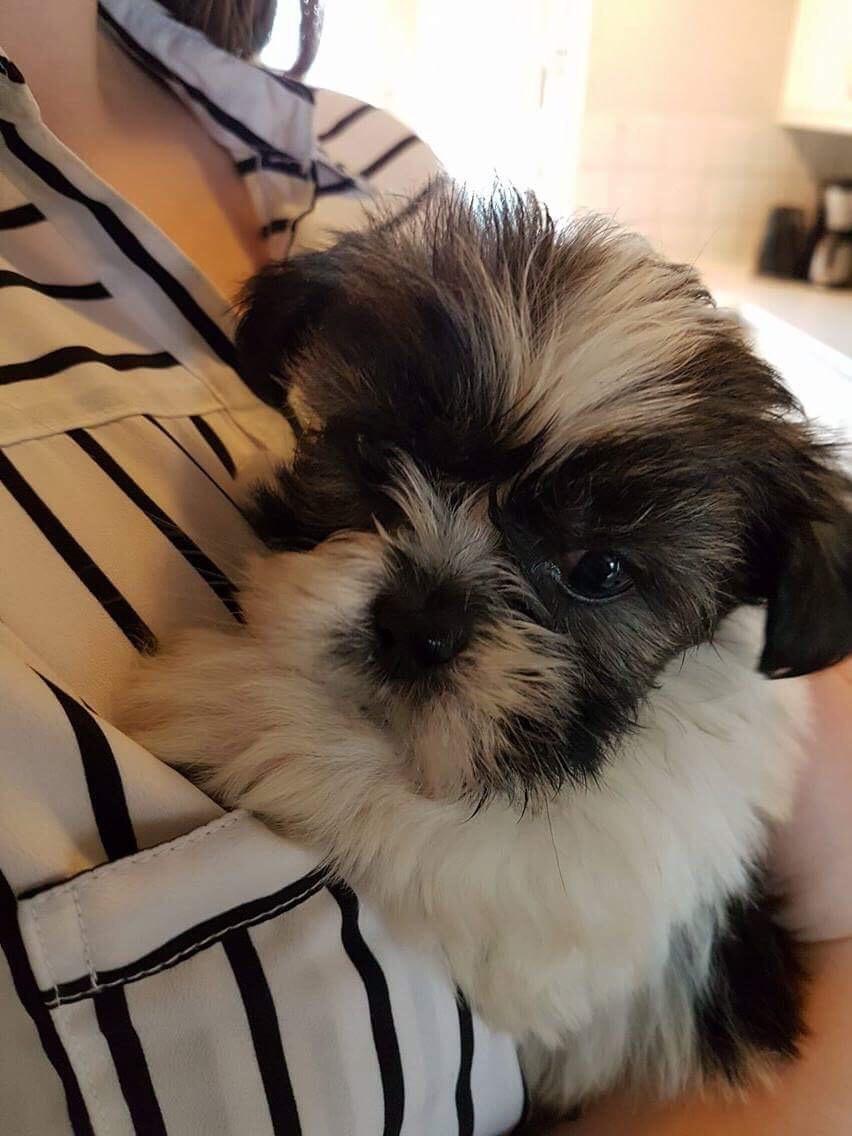 Lhasa apso Ellie - Da vi så Ellie første gang :) billede 3