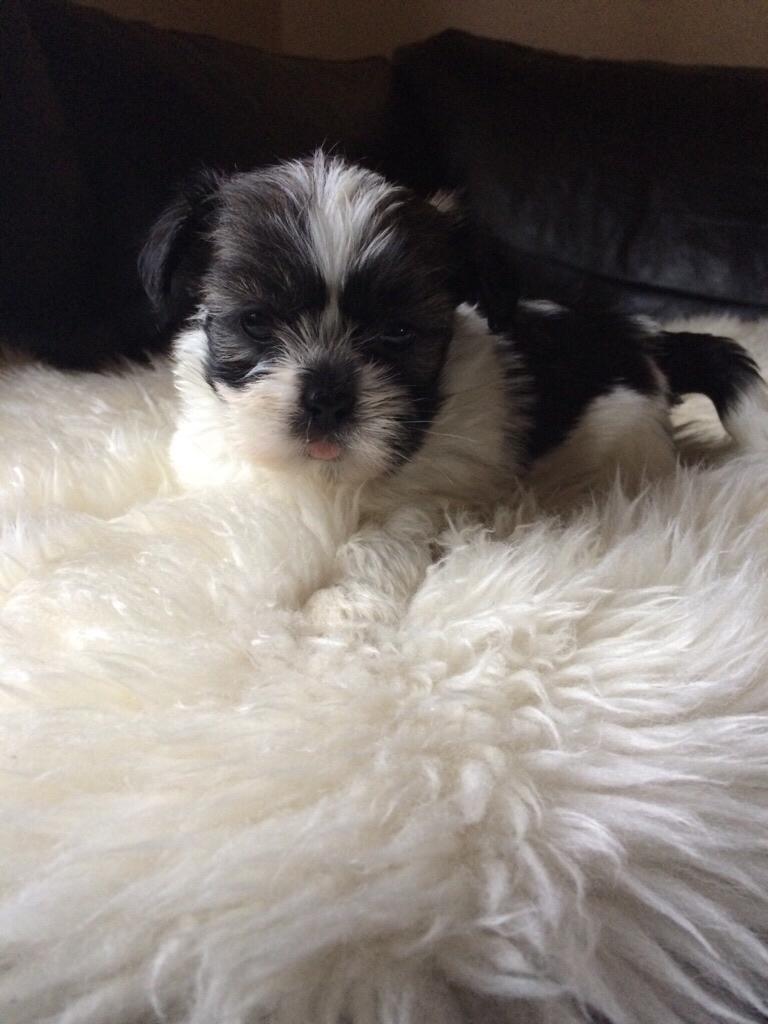Lhasa apso Ellie - Det første billede vi så af Ellie, som avler sendte til os :) billede 5