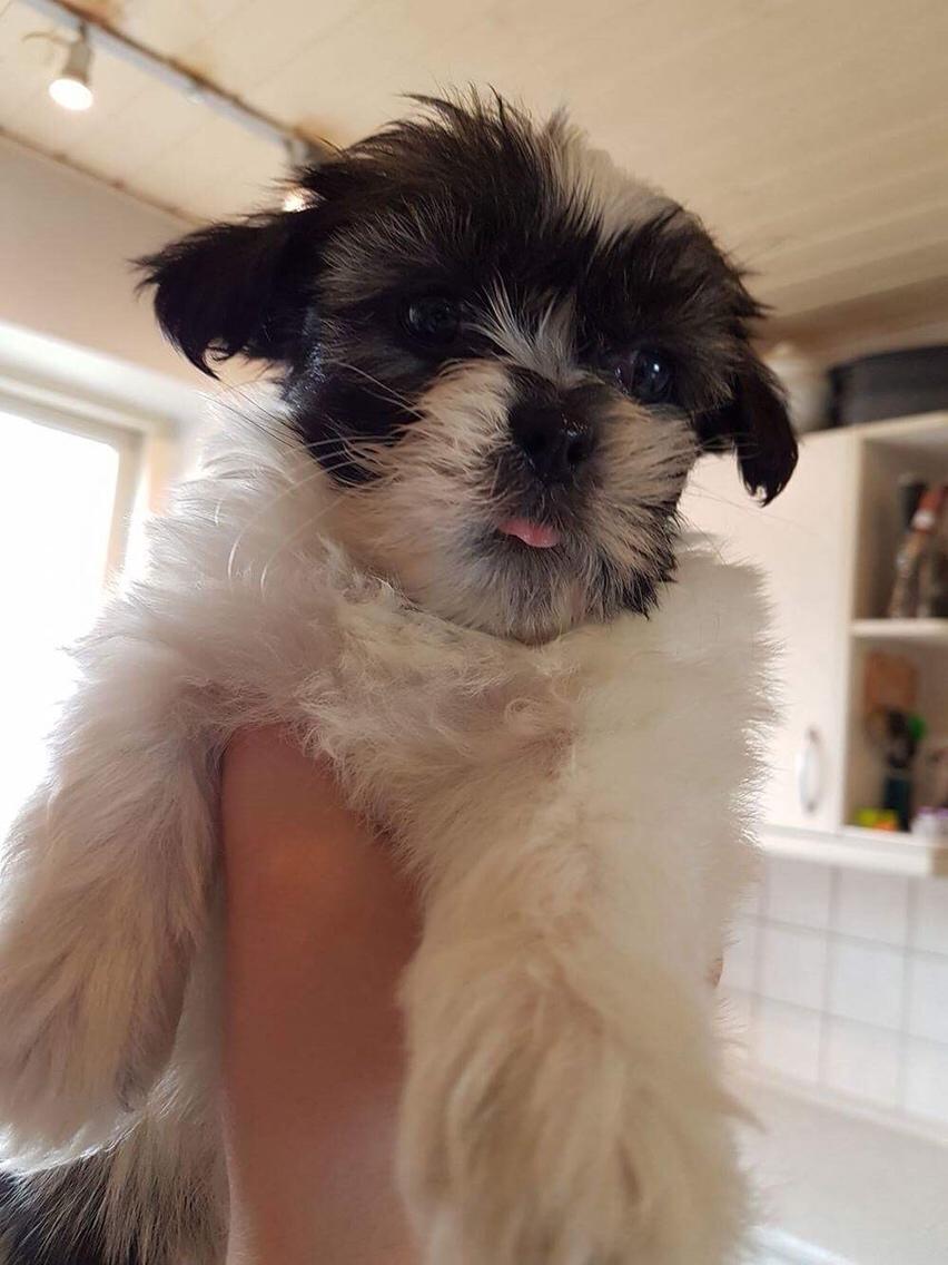 Lhasa apso Ellie - Da vi så Ellie første gang :) billede 6