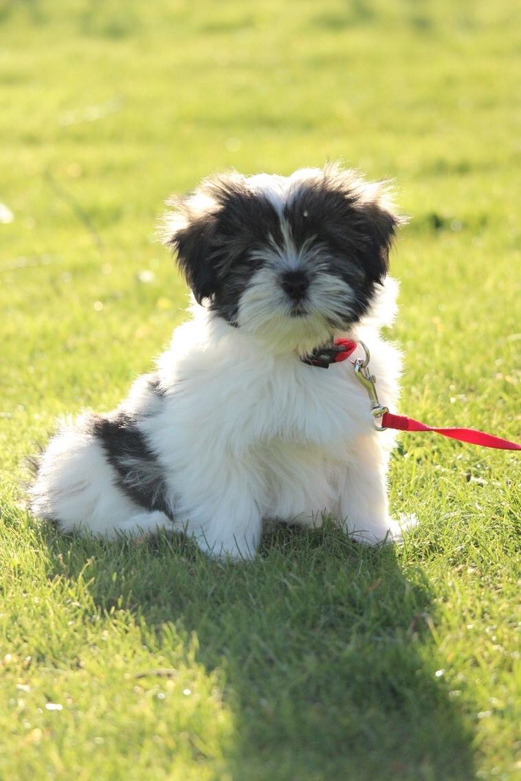 Lhasa apso Ellie - 1. dag med Ellie, på første gåtur på plænen udenfor :) billede 8