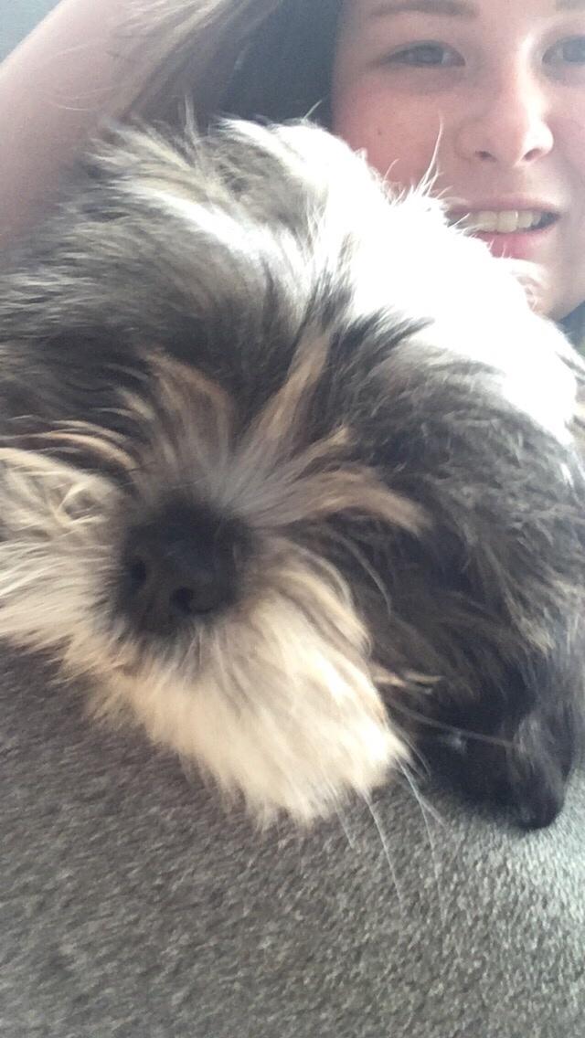 Lhasa apso Ellie - Ellie og jeg hygger i sofaen :) billede 9