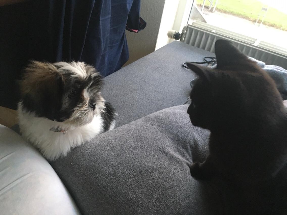 Lhasa apso Ellie - Ellie møder Atlas :) billede 10