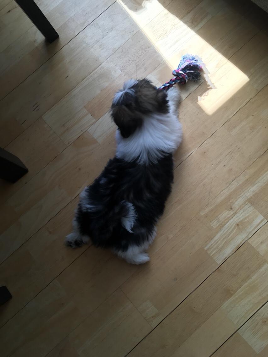 Lhasa apso Ellie billede 11