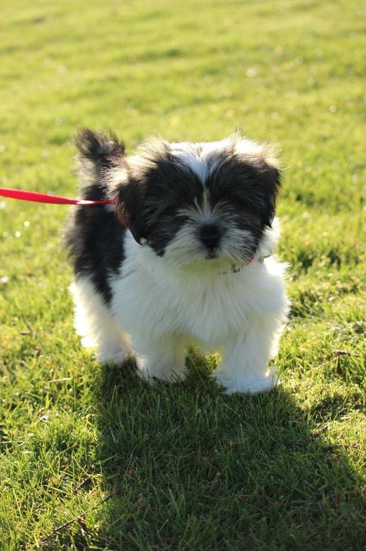 Lhasa apso Ellie - 1. dag med Ellie, på første gåtur på plænen udenfor :) billede 15
