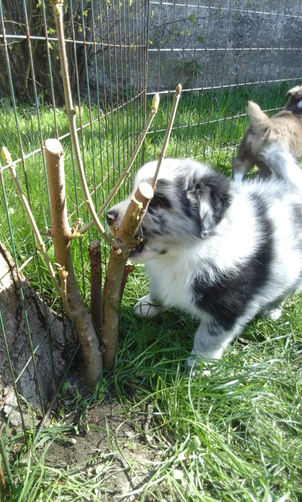 Australian shepherd Pepper billede 16