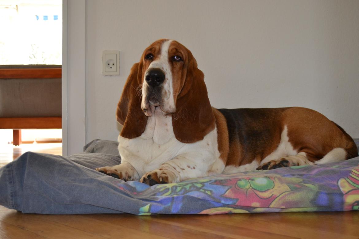 Basset hound Mortensen billede 2