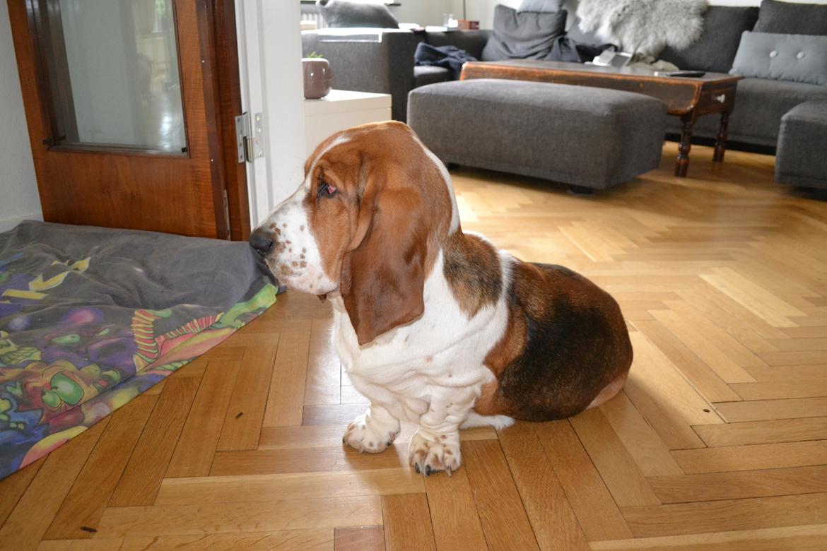 Basset hound Mortensen billede 12