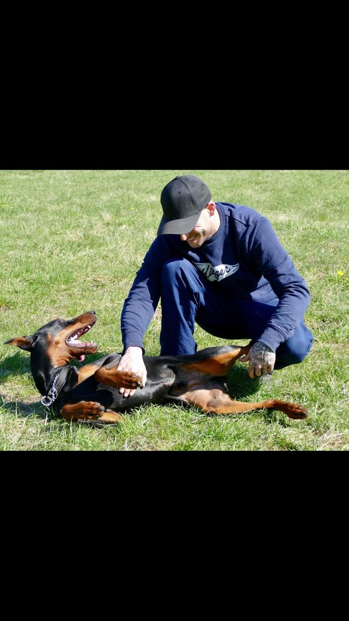 Dobermann Maestro Nero Di Altobello (Snoop) billede 6