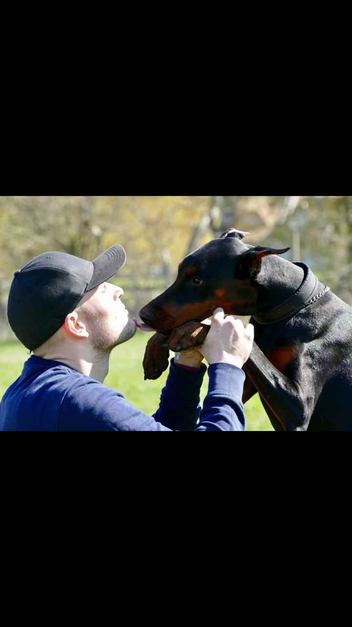 Dobermann Maestro Nero Di Altobello (Snoop) - fars dreng  billede 10