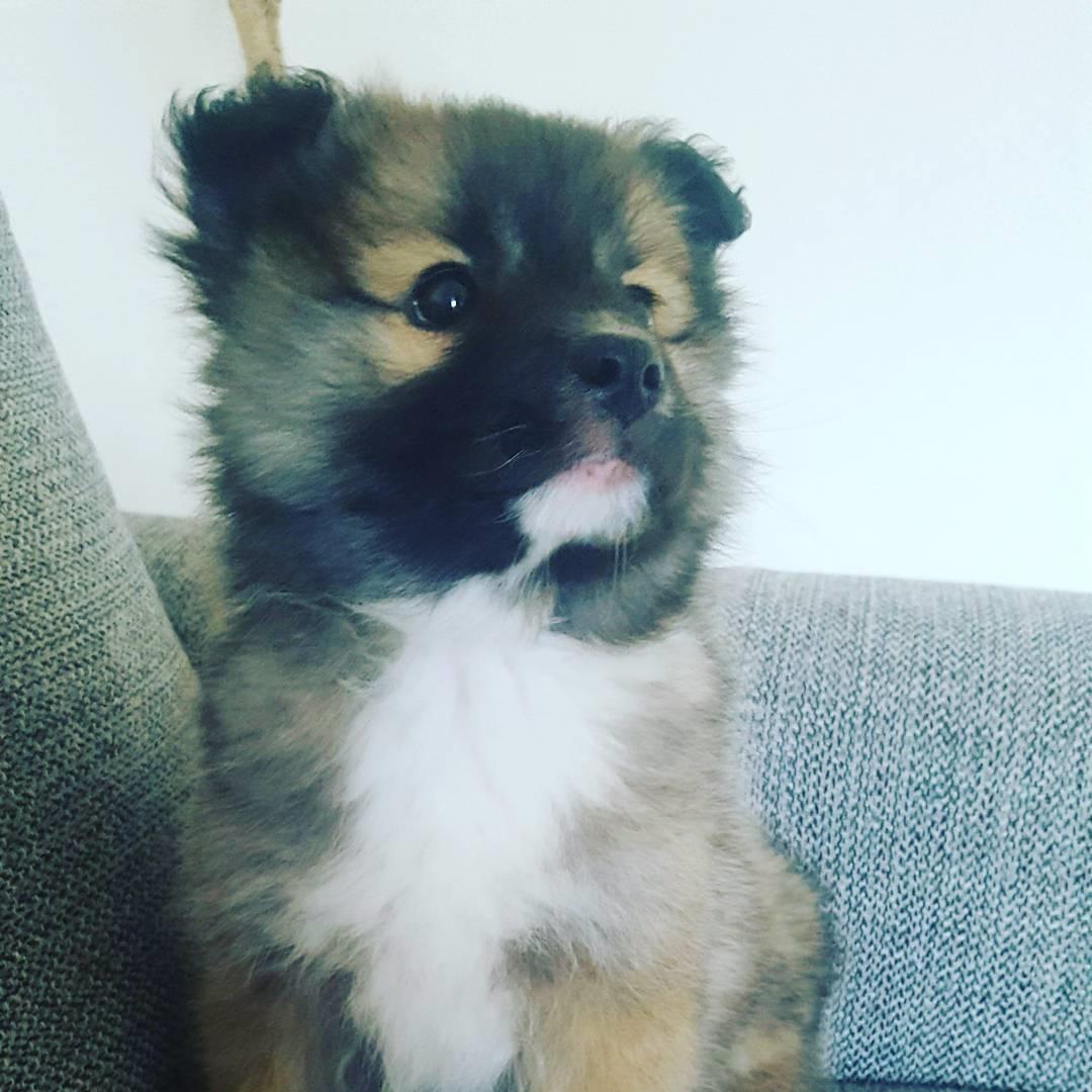 Islandsk fårehund Aya - Aya 8 uger billede 1