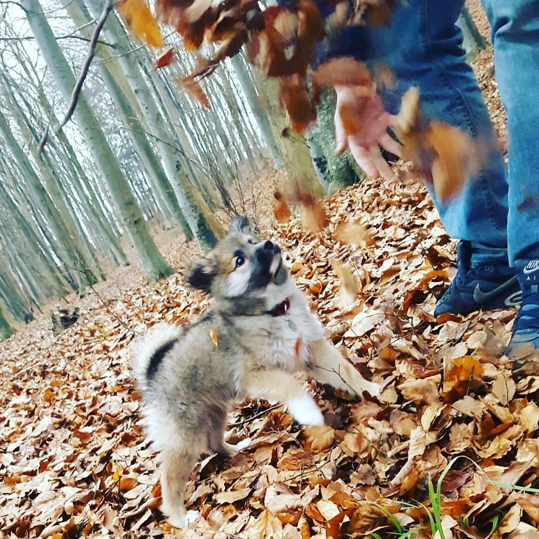 Islandsk fårehund Aya - Aya 10 uger billede 4