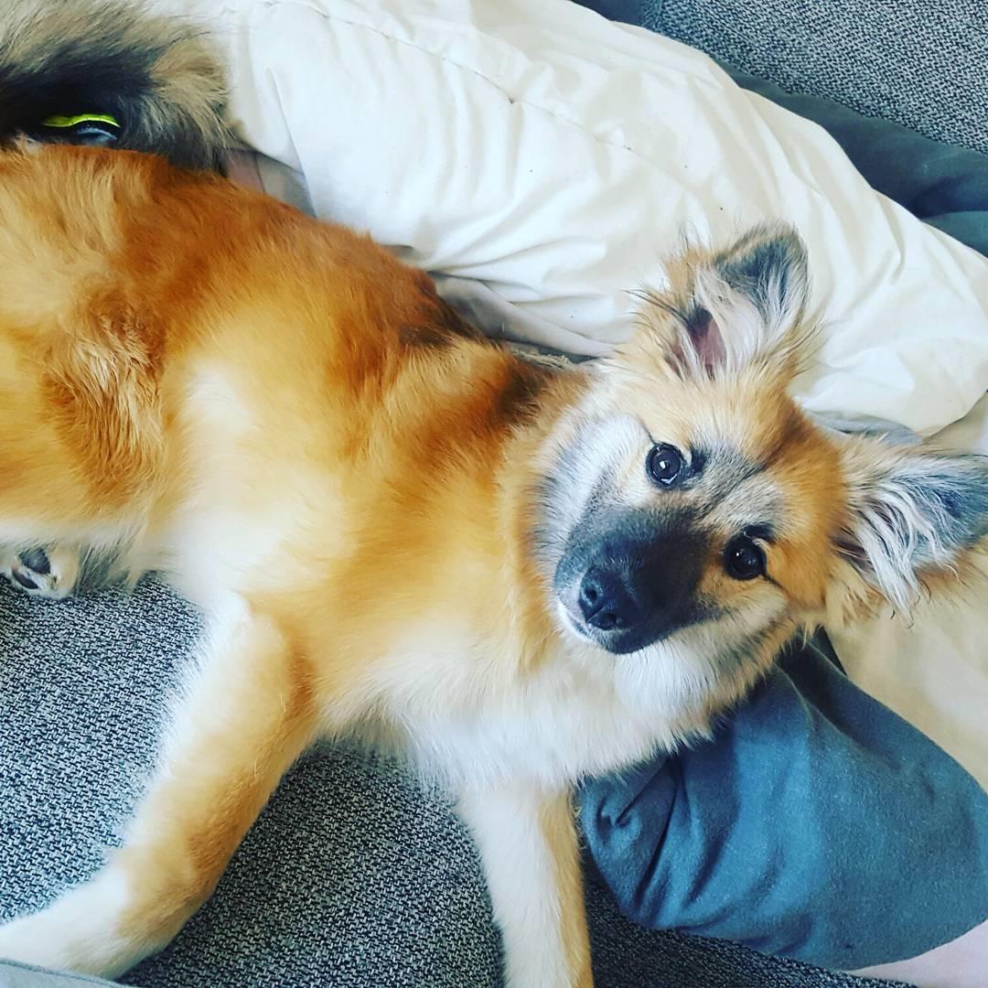 Islandsk fårehund Aya - Aya ca 6 mdr billede 5